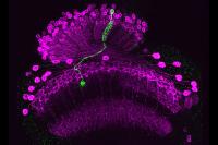 fruitflyneurons